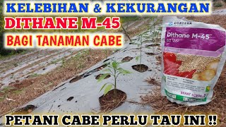 INILAH KEKURANGAN amp KELEBIHAN FUNGISIDA DITHANE M45 BAGI TANAMAM CABE [upl. by Sheldon]