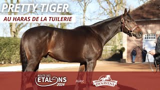 PRETTY TIGER  Route des étalons 2024 avec Dynavena au Haras de la Tuilerie avec Franck Champion [upl. by Ketti]