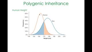 Ch15 L3  Polygenic Inheritance [upl. by Dnob]