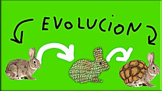 evolución especulativa de los conejos parte 1 [upl. by Gibbeon587]