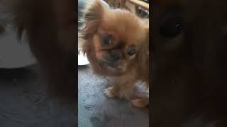 Ručkamo ❤️🐕 dog pekingesedog pekinezer pekingese funnyanimal [upl. by Grace]