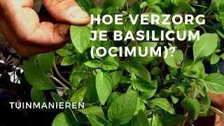 Hoe verzorg je Basilicum Ocimum [upl. by Rehpinej]