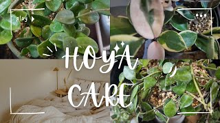 HOYA CARE ホヤ植え替え マチルダオーストラリスリザクローニアナシルバーリップスター [upl. by Favian785]