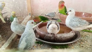 How To Use Lysovit Syrup For Birds  Vitamin B  Vitamin C [upl. by Aihtennek147]