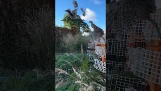 Releasing pheasants into the pen more info to come in a video soon keep an eye out gameshooting [upl. by Amsab]