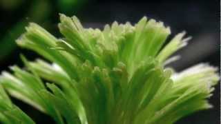 Aquarium Plant  Cabomba caroliniana [upl. by Kerrison]