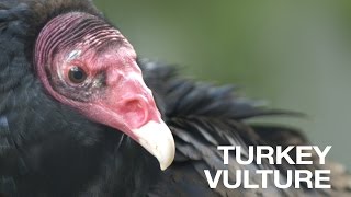 Creature Feature Turkey Vulture [upl. by Ludlow]