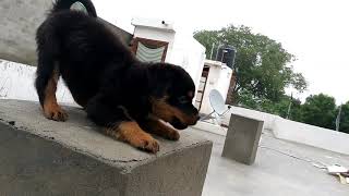 Rottweiler puppy barking and fall down [upl. by Keriann466]