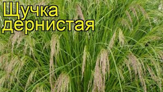 ЩучкаЛуговик дернистая Краткий обзор описание характеристик deschampsia cespitosa [upl. by Enirrok333]