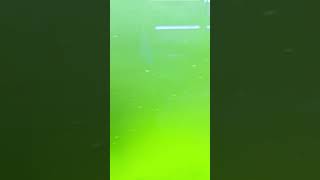 pulga de agua o daphnia pulex aquarium humor fish [upl. by Enohpets467]