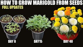 How to Grow Marigold From Seeds  SEED TO FLOWER [upl. by Hgielyk]