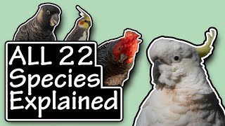 All Cockatoo Species Explained A Cockatoo Documentary [upl. by Fanchie]