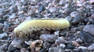 Elm Sawfly Larva Cimbicidae Cimbex americana Locomotion [upl. by Nesta]