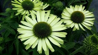 Best Perennials  Echinacea Green Jewel Coneflower [upl. by Schubert775]