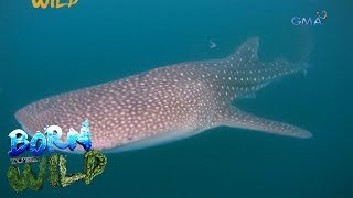 Born to be Wild Whale shark watching in Donsol Sorsogon [upl. by Amle]