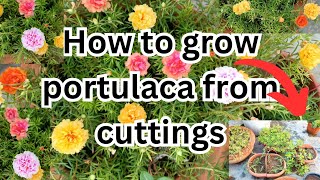 How to grow portulaca from cuttingsMoss rose Purslane propagationPortulaca plant care [upl. by Elihu157]