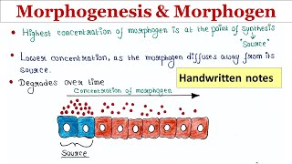 Morphogenesis and morphogen  Handwritten notes [upl. by Eniawed960]