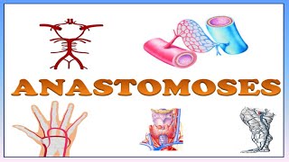 ANASTOMOSES  DEFINITION TYPES AND THEIR EXAMPLES  ARTERIAL  VENOUS ARTERIOVENOUS ANASTOMOSIS [upl. by Fleurette]