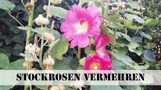 Stockrosen vermehren [upl. by Aliek54]