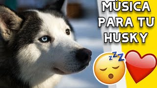 💤❤️🐺Música RELAJANTE para HUSKY SIBERIANO💤❤️🐺 Música  Canción para dormir y relajar perros huskies [upl. by Otte]