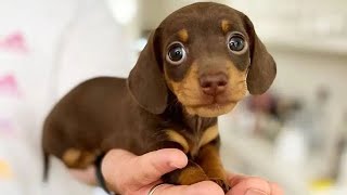 Funniest amp Cutest Dachshund Puppies 2 [upl. by Yendor]