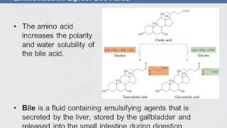 3B 811 Emulsification Lipids Bile Acids [upl. by Ailaza]