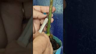 Betel Nut tree Bonsai easy method 🔥 shortsvideo bonsaimaking viralshorts ytshorts [upl. by Anertak456]