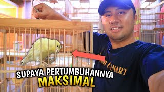 2 Tips biar Anakan Kenari sizenya gede gede [upl. by Eitteb]