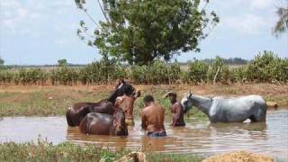 jorge guerrero al cafe y a los caballos [upl. by Linson]