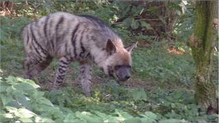 Striped hyena  Lion  Tiger  Zebra  Ring tailed lemur endangered because of deforestation [upl. by Laks]