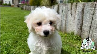 Bichon Frise Puppies [upl. by Attekal]