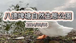 八德埤塘自然生態公園20240806 [upl. by Osnofla192]