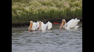 Pelicans at 1055 am [upl. by Kir]