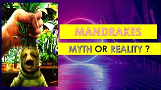 MANDRAKE  SCREAMING PLANTS  MYTH OR REALITY 😲 [upl. by Ojyma366]