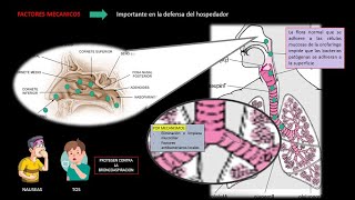 FISIOPATOLOGIA DE LA NEUMONIA [upl. by Akinad821]