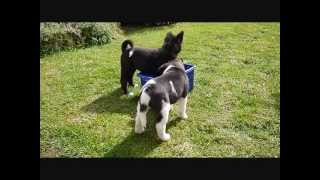 American Akita puppies playing [upl. by Abbub266]