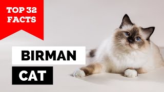 99 of Birman Cat Owners Dont Know This [upl. by Enirehtahc]