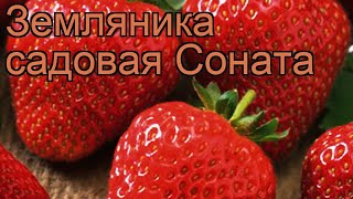 Земляника садовая Соната fragaria ananassa sonata 🌿 обзор как сажать рассада земляники Соната [upl. by Olocin]