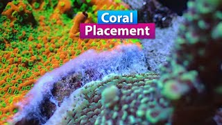 Coral Placement  Where to put SPS Acropora LPS Euphyllia and other corals [upl. by Hollister]