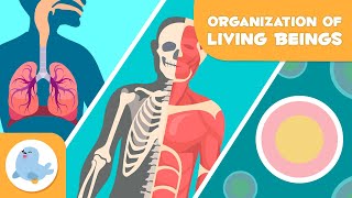 Organization of Living Beings 🦠🦴🧍🏻♂️ Cells Tissues Organs Organ Systems and Organisms 🔬 [upl. by Lander]