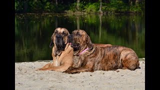 World Dog Show 2018 [upl. by Madeleine24]