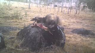 WedgeTailed Eagles feeding on carcass [upl. by Hopfinger]