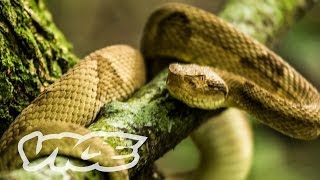 Snake Island Documentary Trailer [upl. by Maillil67]