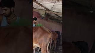 Chhoti Chhoti Gaiya chhote chhote Gwal krishnabhajans song cow [upl. by Rolyt]