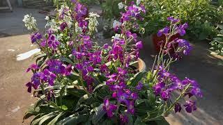 Matthiola Sinuata  Purple and White [upl. by Amarillis129]