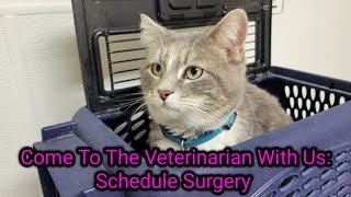 Come To The Vet With Us Kitty Is SickScheduling Surgery [upl. by Yellah725]