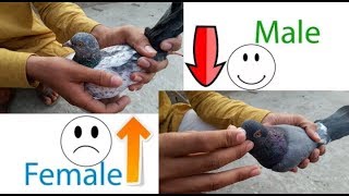 How to identify male and female pigeon  specially for new pigeons love [upl. by Cynthia]