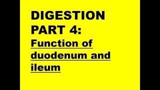 DIGESTION PART 4 Function of duodenum  ileum [upl. by Nuhsar]