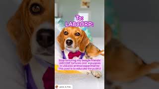 LABCORP Tortures amp Kills Beagle Puppies [upl. by Wesla]