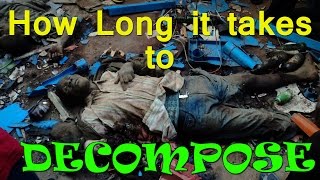 HOW LONG DOES IT TAKE TO DECOMPOSE  FACTS ANALYSIS [upl. by Mell]